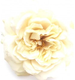 Full 5.5" Cream White Rose Silk Flower Brooch Pin $13.89 Brooches & Pins